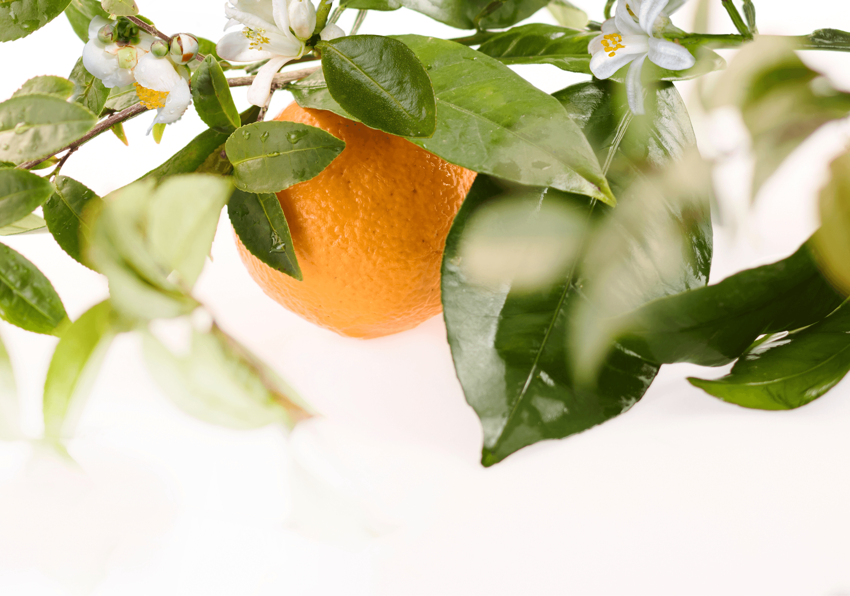 Mandarin & Green Tea - Hover