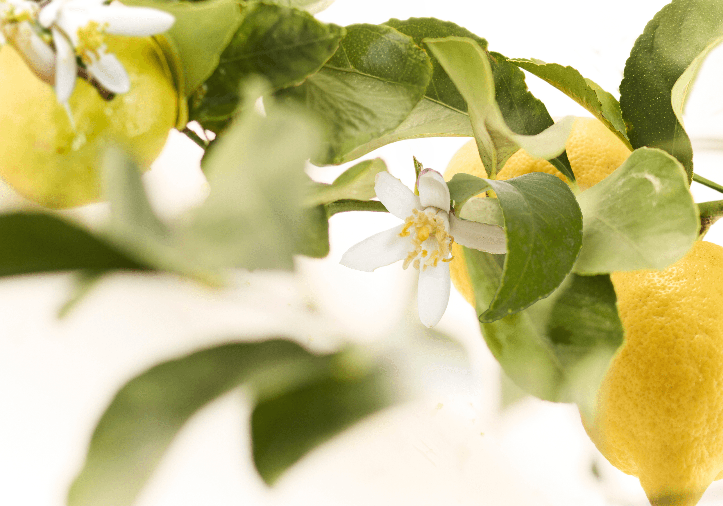 Product hover image:Shower gel 