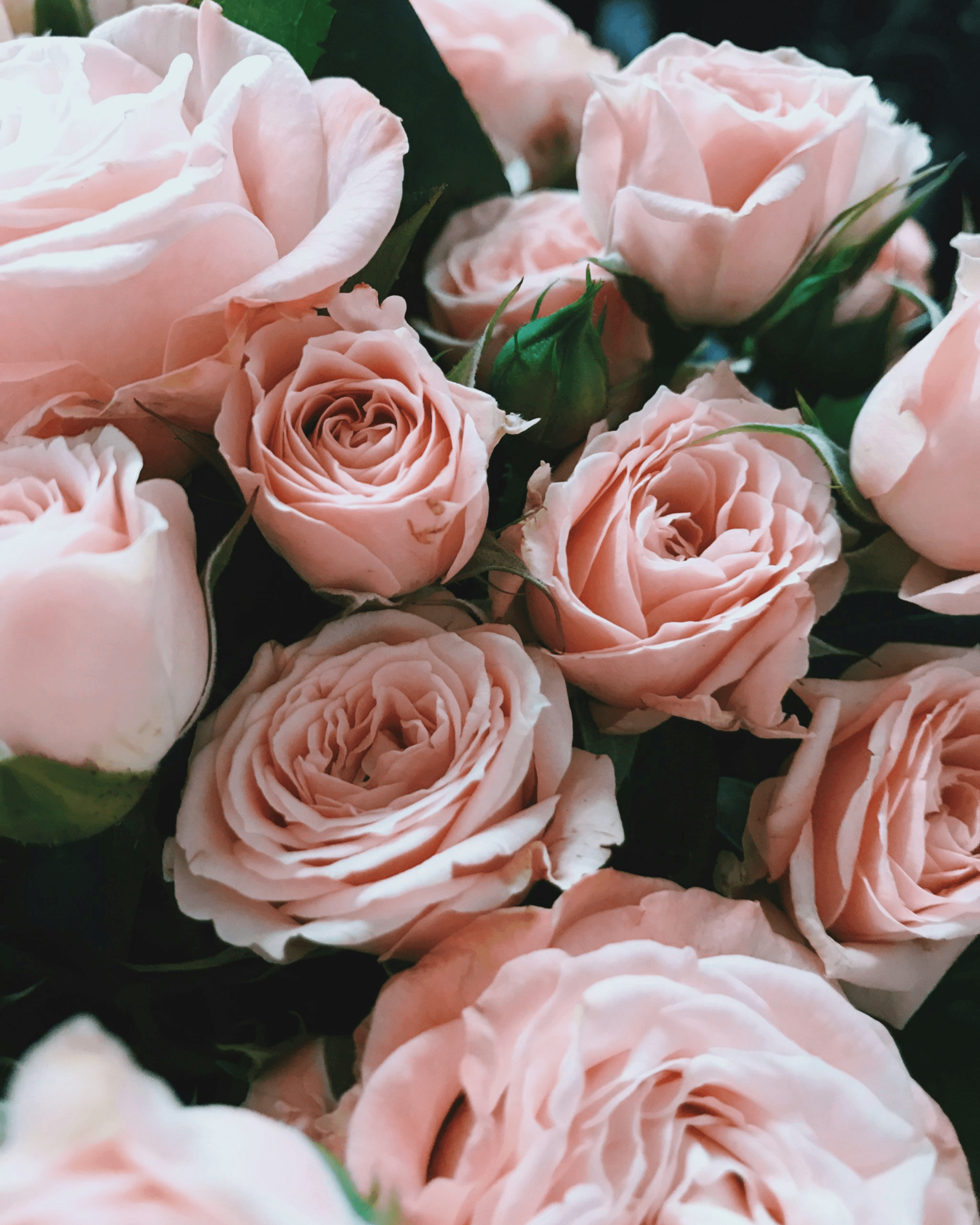 Product hover image:Giardino Segreto