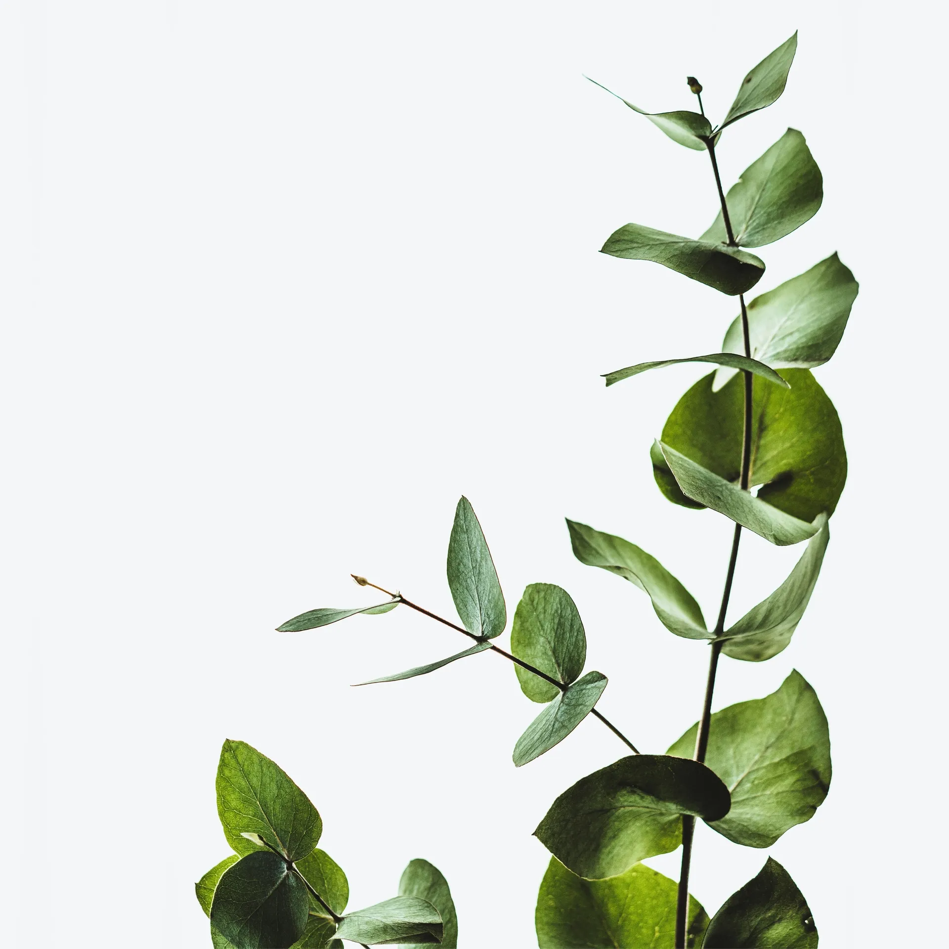 Mobile image