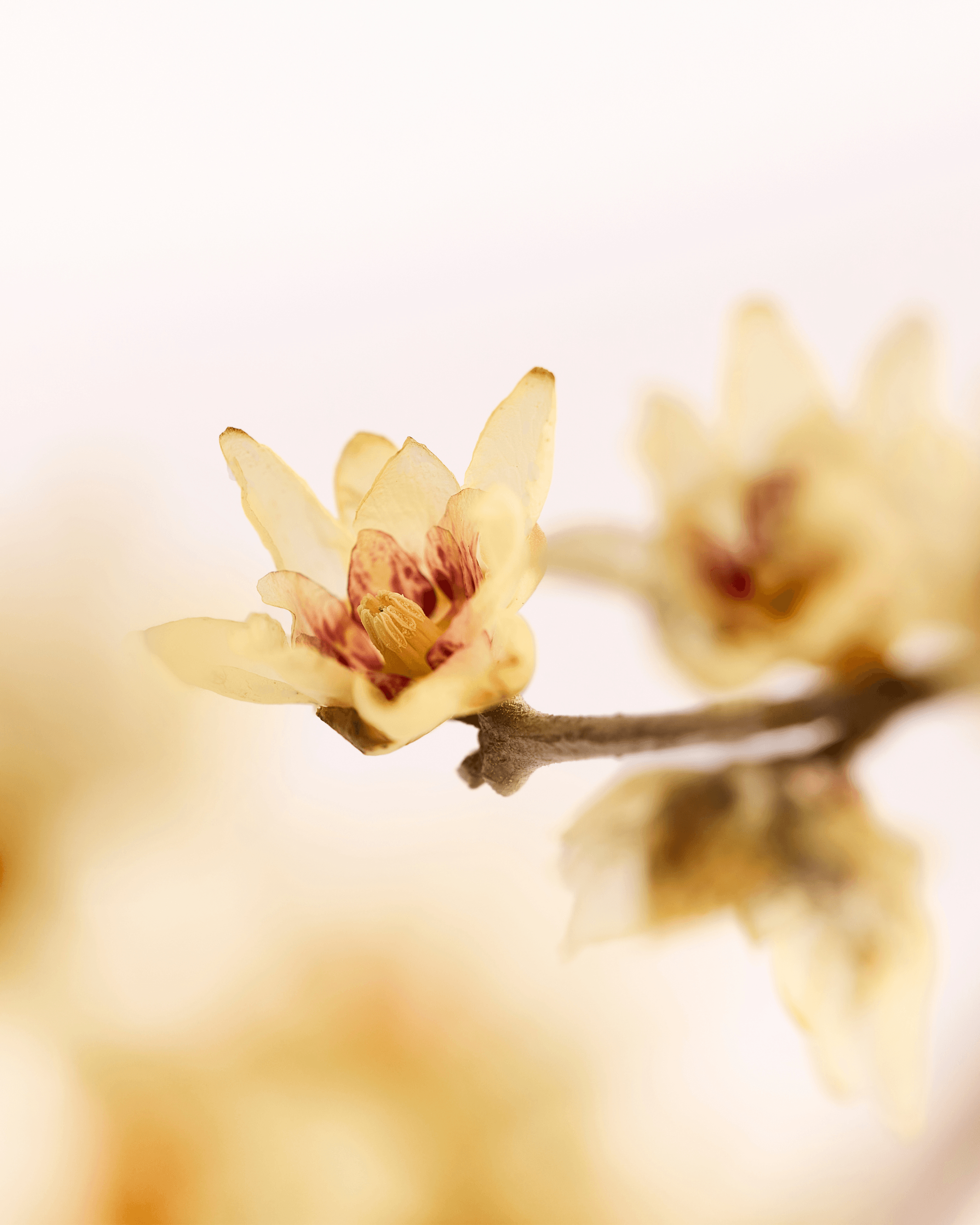 Calycanthus - Hover