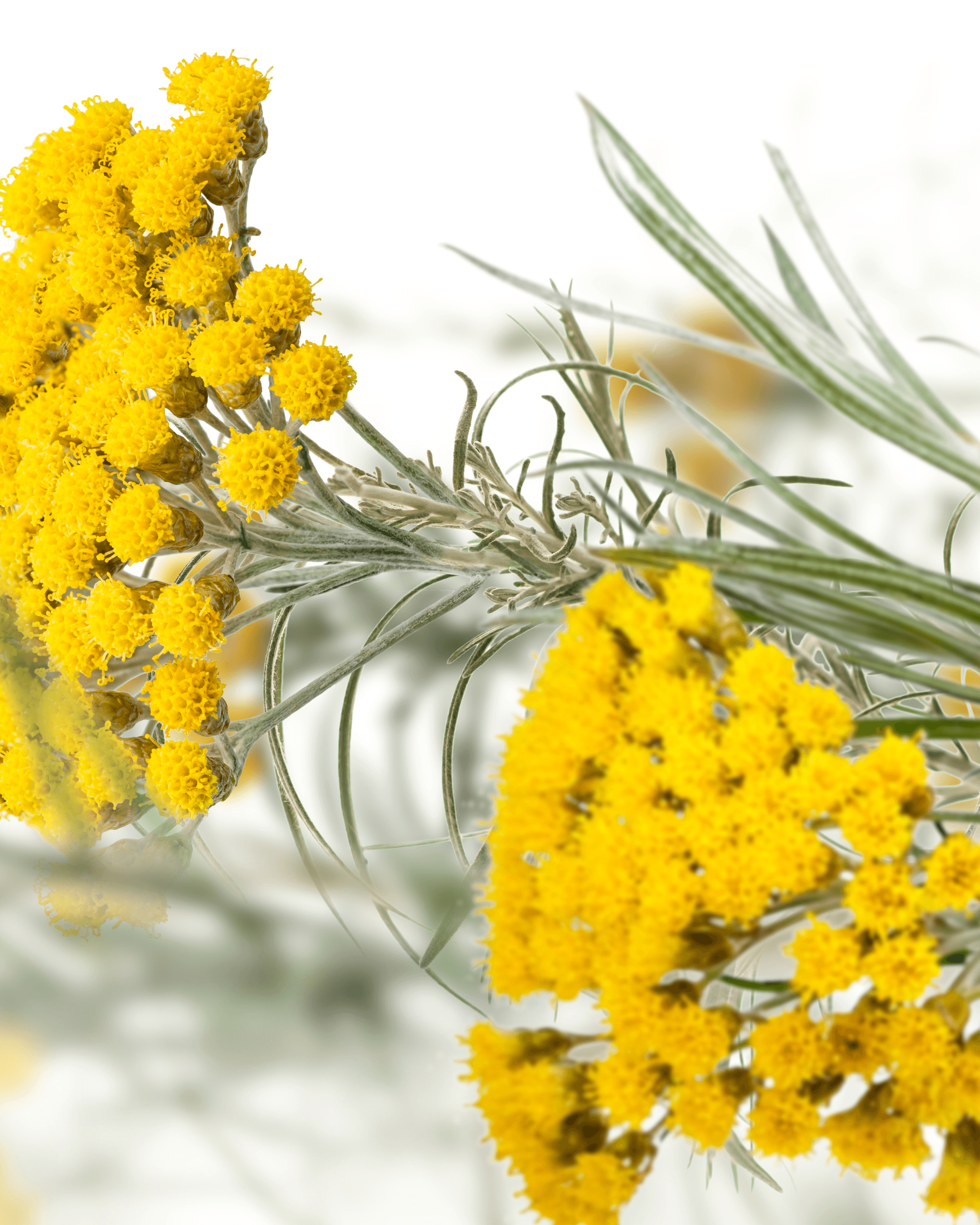 Product hover image:Gift box Giallo Elicriso
