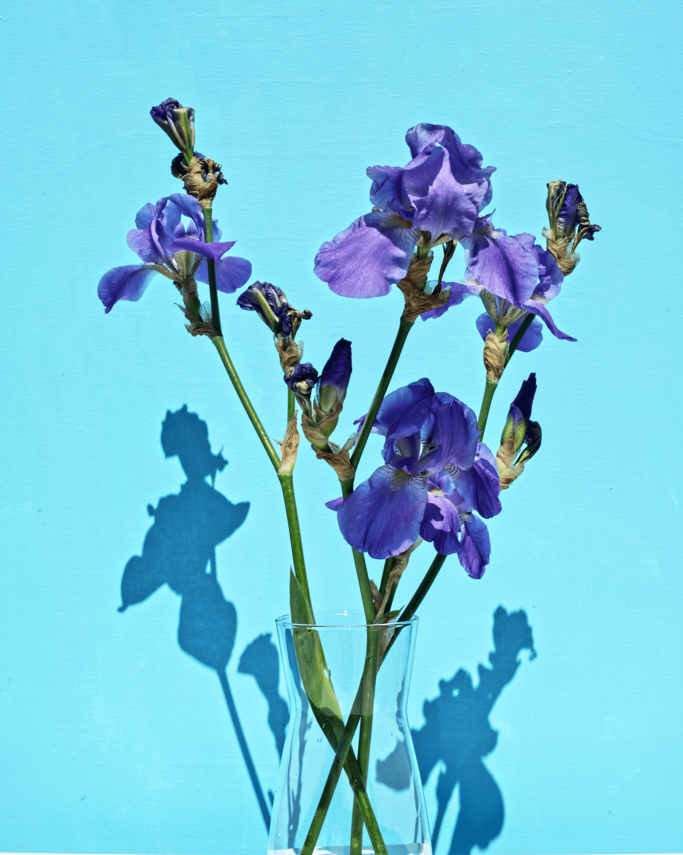 Myscent - Hover