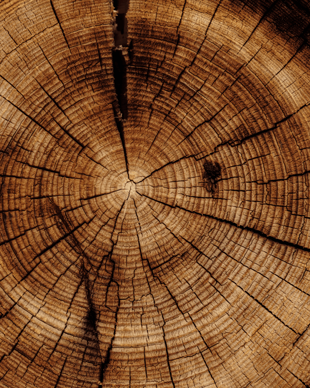 Product hover image:White fig & Cedarwood