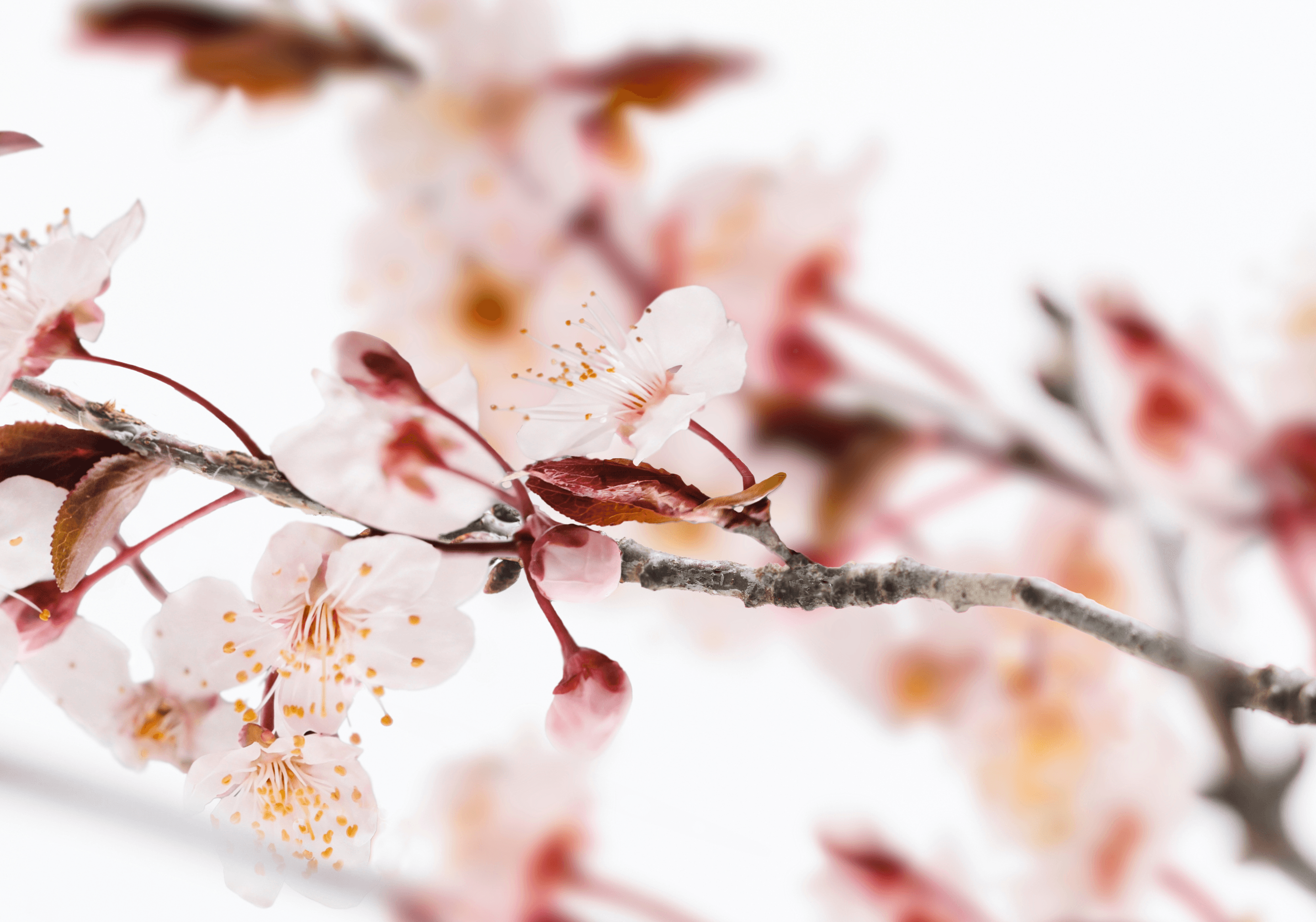 Immagine hover prodotto:Sakura Tokyo
