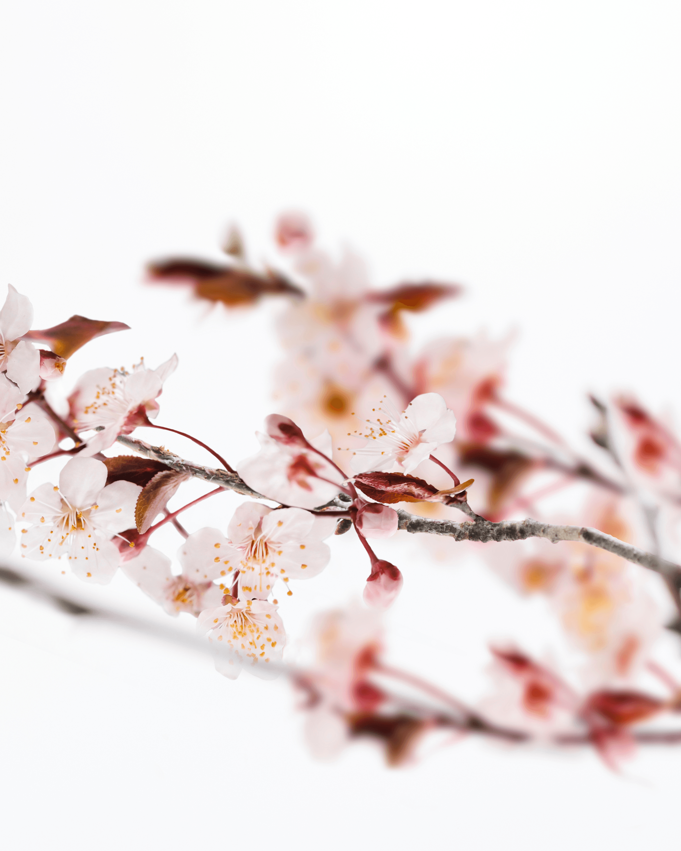 Product hover image:Sakura Tokyo